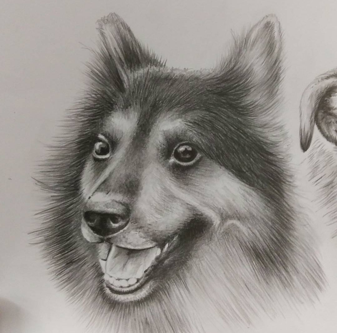 Furry Friend Pencil work